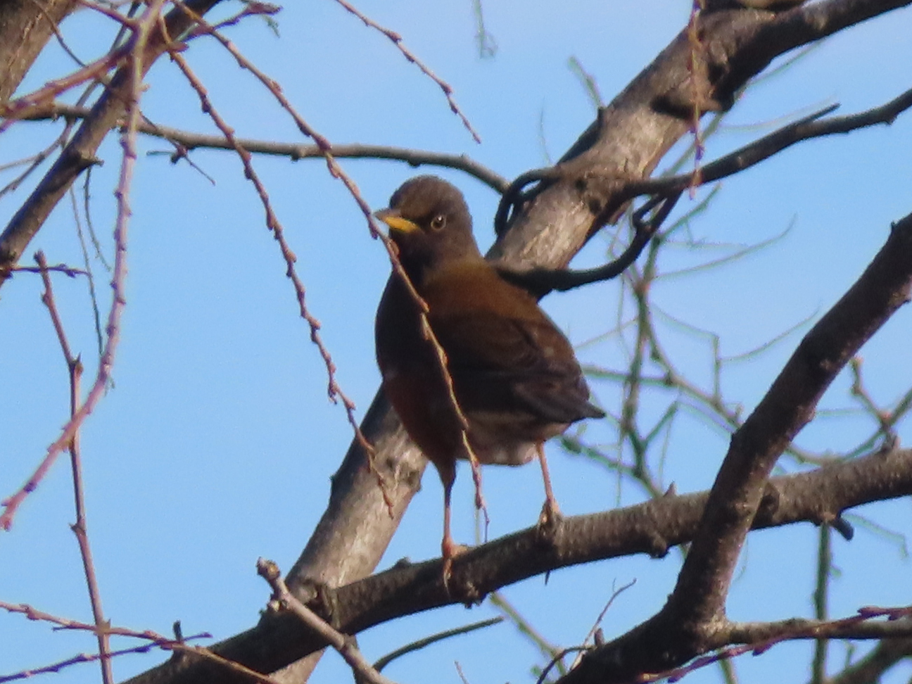 Brown-headed Thrush (Turdus chrysolaus), photo 5