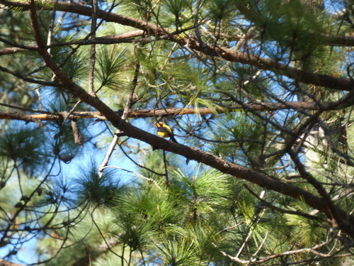 Yellow-backed Oriole (Icterus chrysater), photo 2