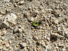 Oreonana vestita