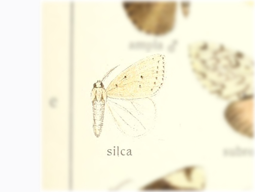 Dura silca