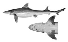 Whitefin Smoothhound photo 1