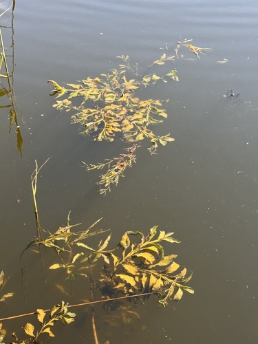 Shining Pondweed