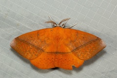 Anthela excellens