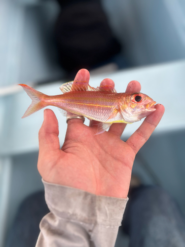 Bali threadfin bream (Nemipterus balinensis) — Nemipteridae — 3