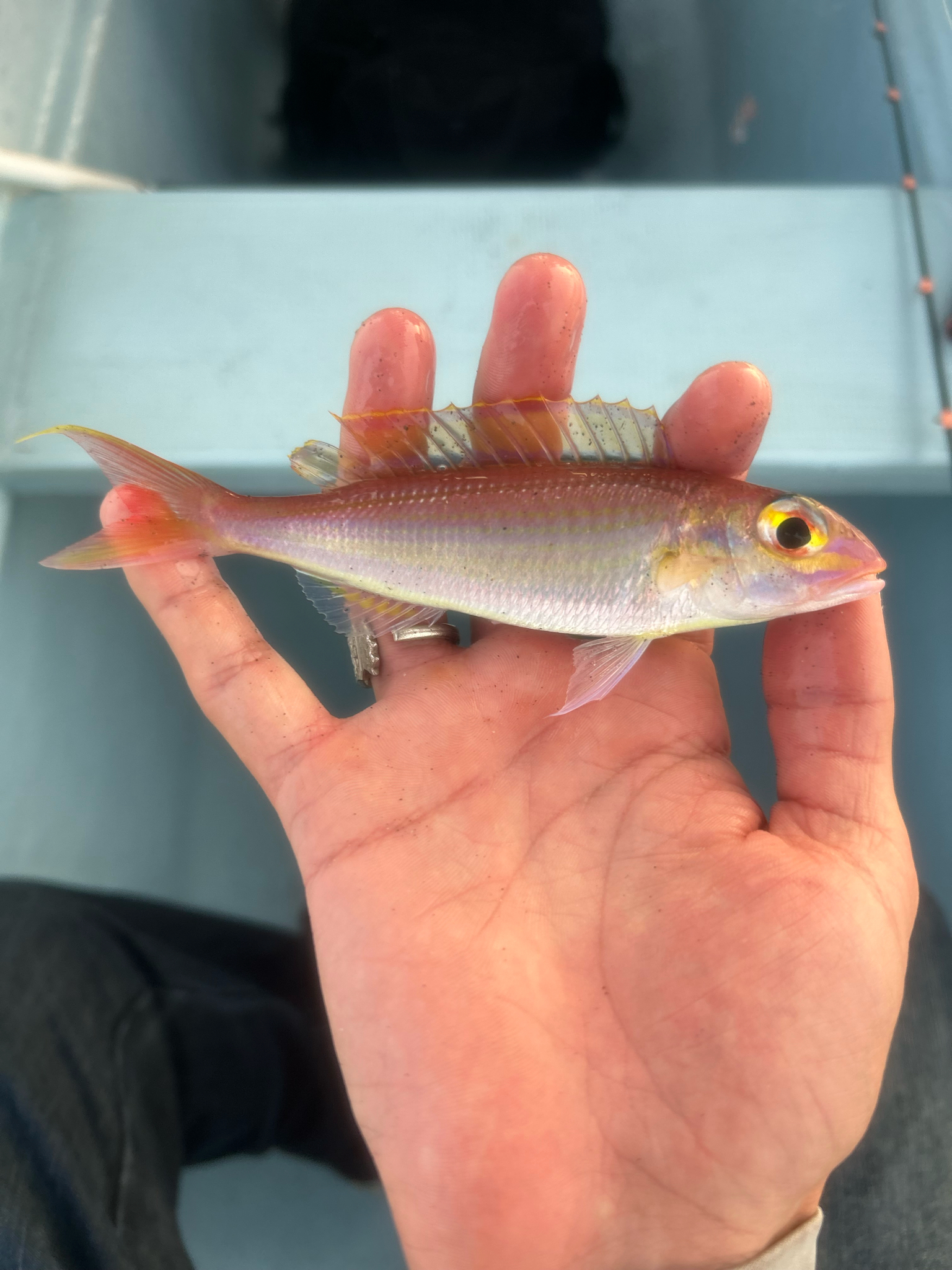 Slender Threadfin Bream photo 4