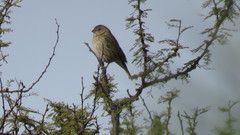 Sicalis flaveola