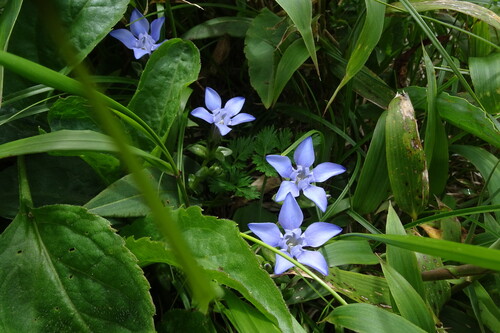 Gentiana nipponica iNat (1)