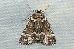 Lophosigna catasticta