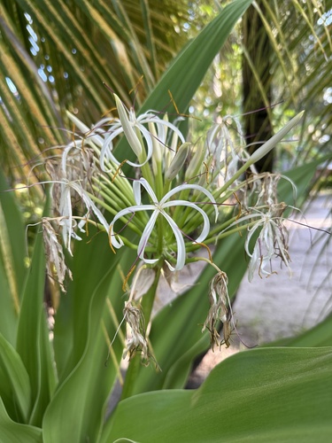 Crinum asiaticum