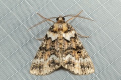 Lophosigna catasticta