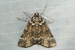 Lophosigna catasticta