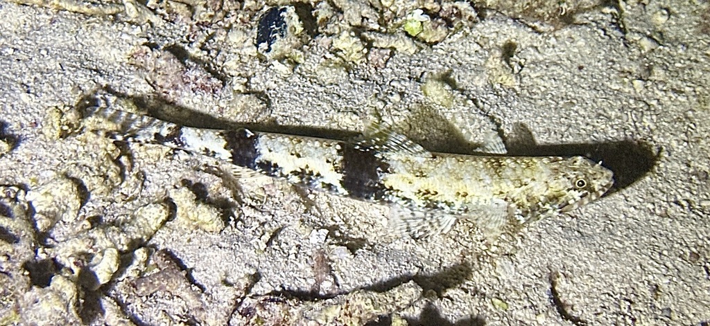 Gracile lizardfish