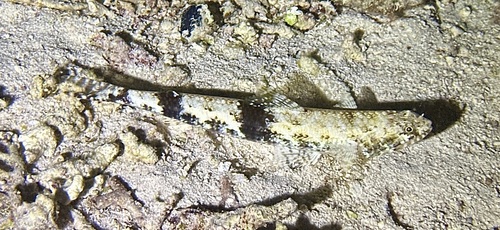 Saurida gracilis
