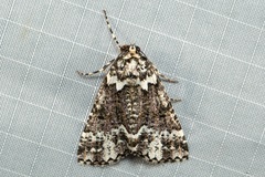 Lophosigna catasticta