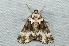 Lophosigna catasticta