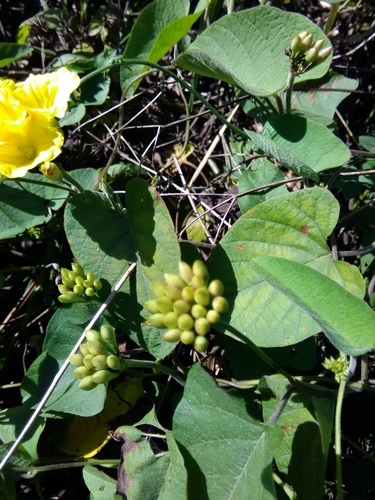 yellow merremia
