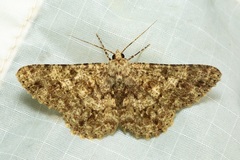 Racotis maculata