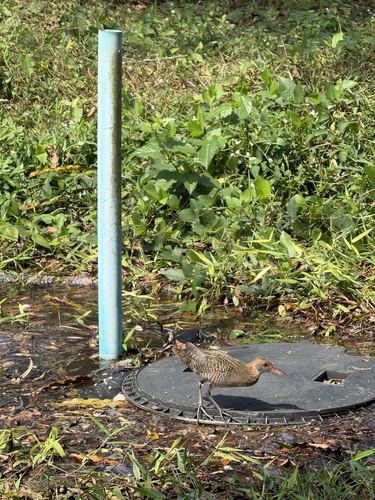 Slaty-breasted Rail