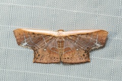 Tessarotis rubrata