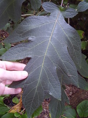 Montanoa bipinnatifida