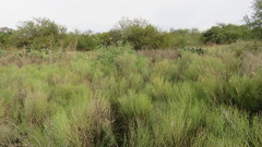 Baccharis notosergila