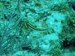 Halichoeres maculipinna