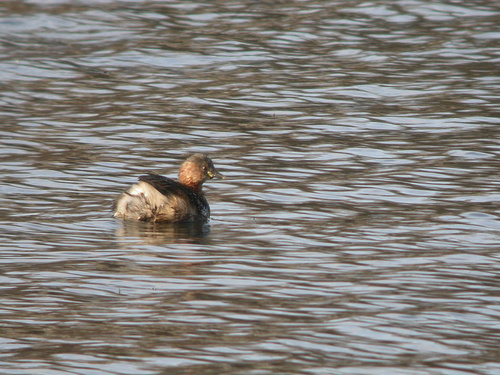 iNaturalist: (c) Paul Cools, some rights reserved (CC BY-NC), uploaded by Paul Cools iNaturalist image