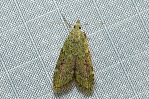 Heteromicta poeodes Turner, 1905