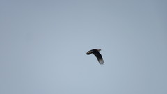 Caracara plancus