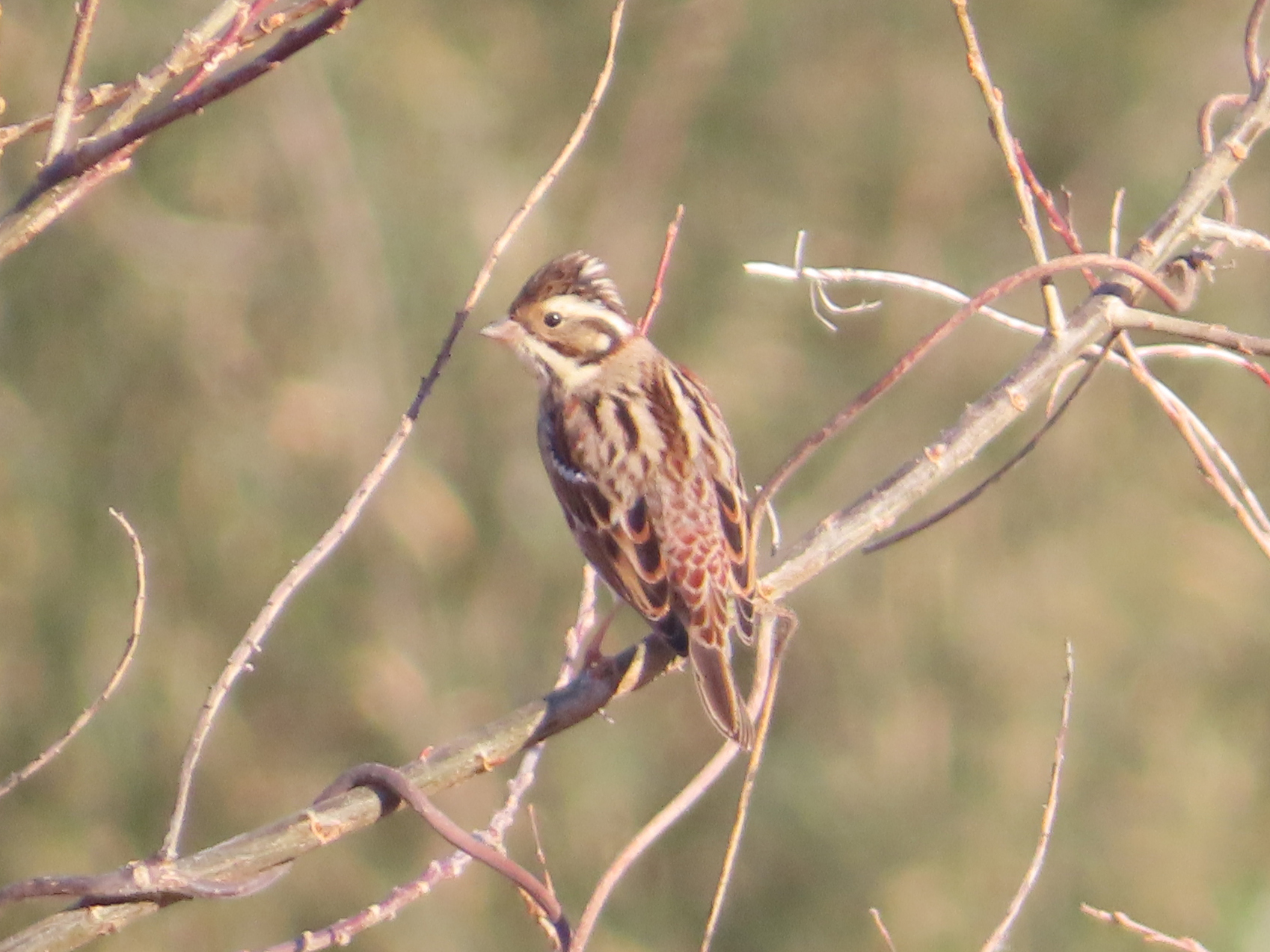 Rustic Bunting (Emberiza rustica), photo 3