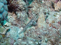 Coryphopterus glaucofraenum