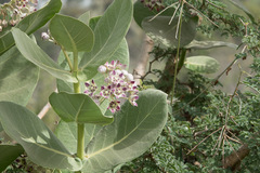 Calotropis procera image