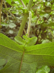 Montanoa bipinnatifida