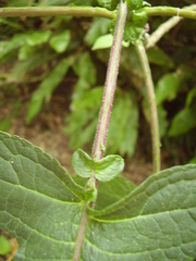 Montanoa bipinnatifida