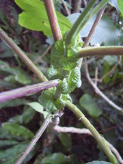 Montanoa bipinnatifida