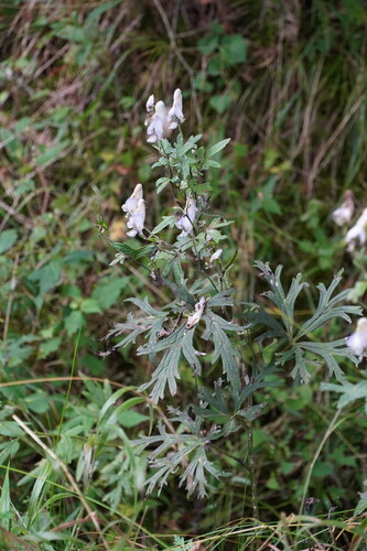 Aconitum pterocaule iNat (1)