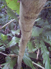 Montanoa bipinnatifida