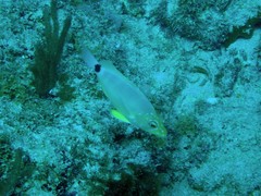 Hypoplectrus unicolor