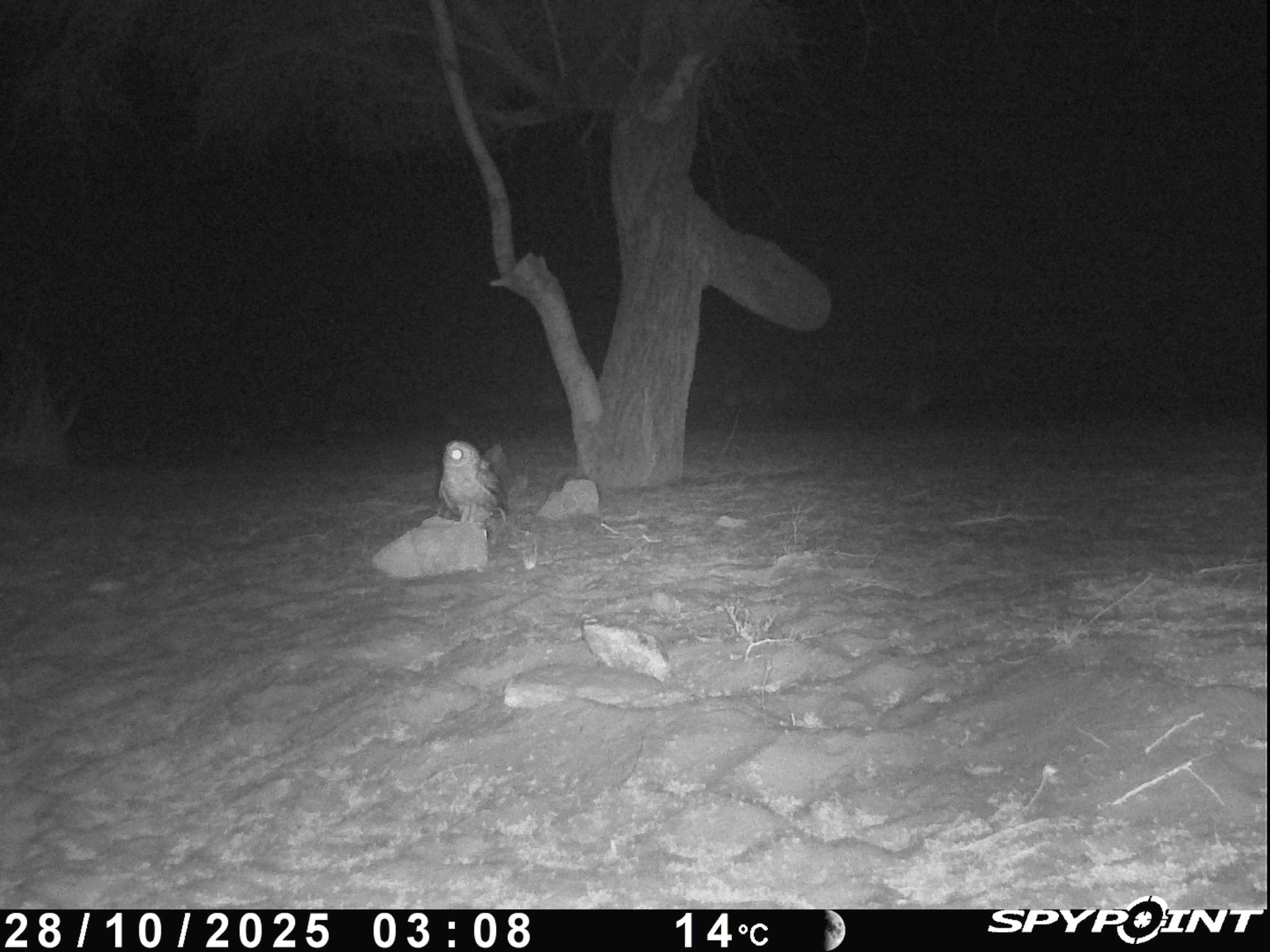Desert Owl (Strix hadorami), photo 6
