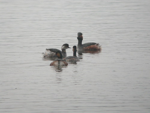 iNaturalist: (c) Paul Cools, some rights reserved (CC BY-NC), uploaded by Paul Cools iNaturalist image