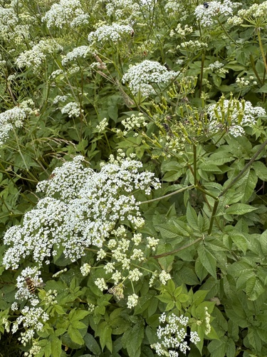 Broad-leaved Chervil