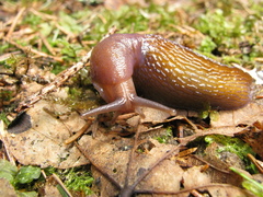 Bielzia coerulans