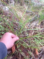 Poa anceps