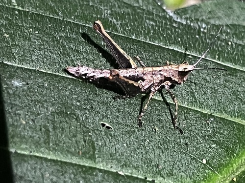 Gemeneta opilionoides