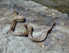 Thamnophis atratus