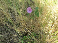 Ipomoea asarifolia