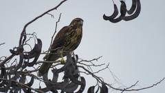 Parabuteo unicinctus