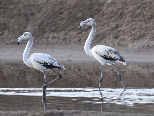 iNaturalist: (c) dmgallagher, some rights reserved (CC BY-NC) iNaturalist image