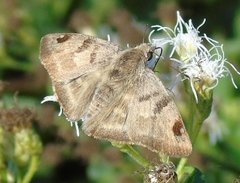Arteurotia tractipennis