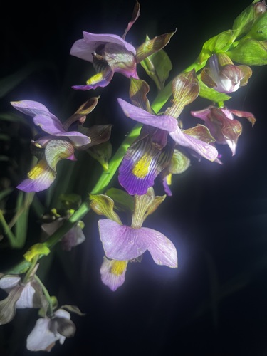 Purple Vlei Harlequin